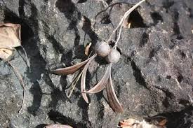 Image result for Gyrocarpus