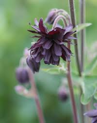 Plant it near the center of the pot, surrounded by smaller plants and those that. Aquilegia Vulgaris Black Barlow Buy Online At Annie S Annuals
