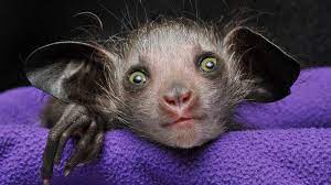 Omen Of Evil Baby Aye Aye Born In North Carolina Lemur Aye Aye Creatures Of The Night