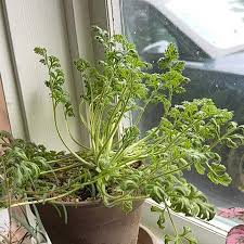Image result for Pelargonium apetalum