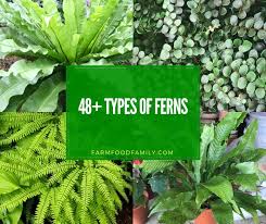You will receive a very similar. 48 Types Of Ferns Indoor Outdoor Aquarium With Photos