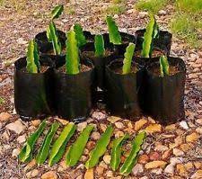 Properly taken cuttings sprout roots in no soil and are usually. Shop By Category Ebay Dragon Fruit Plant How To Grow Dragon Fruit Fruit Plants