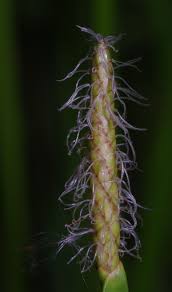 Image result for Eleocharis mutata