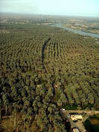 Iraq Palm Trees Baghdad Iraq Babylon Iraq Iraq