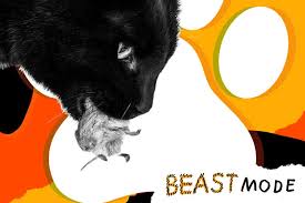 A question that cat owners often ask is 'why does my cat still hunt. My Cat Kills Small Animals And Brings Them Home Pet Advice From Beast Mode