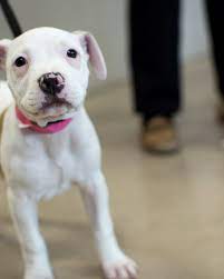 Pitbull puppies for adoption mn. Mn Better Business Bureau Warns Of A Wave Of Puppy Scams Mpr News