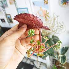 Very Impressed By All The Tiny Leaves Produced By This Begonia Rex Leaf Have You Tried This Method Water Propag Propagating Plants Plant Cuttings Begonia