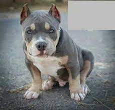 Quality made products for the working breed. Tri Colored Bully Pitbull Terrier Puppies Dogs