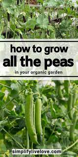 Growing Peas Made Easy In 2021 Growing Peas Tips For Growing Tomatoes Companion Planting