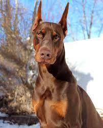 kizil heybetli kopek doberman dogs animals