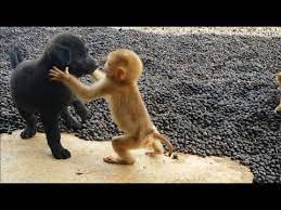 This is video puppy and sky meet each other for first time Cute Baby Monkey Relax And Play Happily With 2 Puppies Youtube