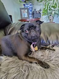 Founded in portland, oregon, in 1955, banfield has become the largest pet general veterinary practice in the world, with more than 750 hospitals in neighborhoods across the u.s. Olin Dennis Dvm Village Veterinary Hospital Gift Card Stockton Ca Giftly