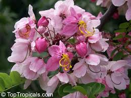 Image result for Cassia agnes