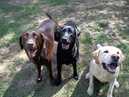 Congrats, you have made the right choice in adopting a rescue dog. English Labrador Retriever Rescue Petfinder