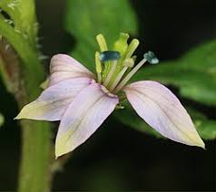 Image result for Cleome polyanthera