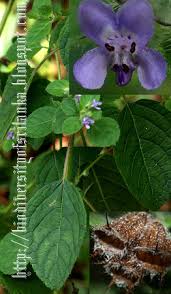 Image result for Mesosphaerum suaveolens