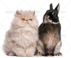 Young Persian Cat And Rabbit Sitting In Front Of White Background Persian Cat Cat Breeds Cats