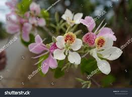 Image result for Bauhinia monandra