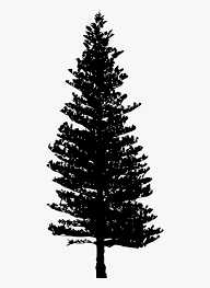 Fir tree needles are flat, almost as if they've been squished. Douglas Fir Tree Clip Art Douglas Fir Tree Silhouette Hd Png Download Transparent Png Image Pngitem