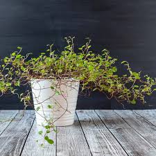 Let these climbing vine pictures serve to generate ideas for your own landscaping. Angel Vine Plant Muehlenbeckia Complexa Lovely Houseplant Decor