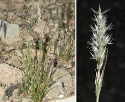 Image result for Enneapogon desvauxii