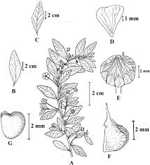 Image result for Sida javensis