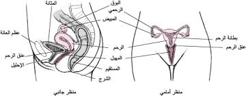 الأعضاء التناسلي ة الد اخلي ة الأنثوي ة قضايا صح ة المرأة دليل msd الإرشادي إصدار الم ستخد م