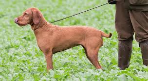 Image result for slovenský ohař hrubosrstý