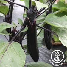 'finger fruit,' also known as 'little fingers,' is an heirloom cultivar that produces petite, dark purple eggplants that grow on green stems. Hybrid Eggplant Seeds Millionaire Purple Non Gmo Vegetable Seeds