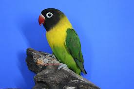 Personatus Green