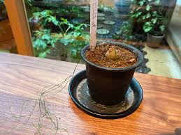 Image result for Schizobasis