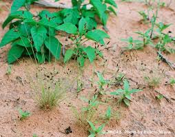 Image result for Fimbristylis aphylla