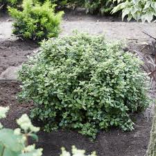 This pittosporum is very tightly branched, with nodes on each branch much closer together than on other pittosporum varieties. Mojo Dwarf Pittospotum For Sale Fast Growing Trees Fastgrowingtrees Com