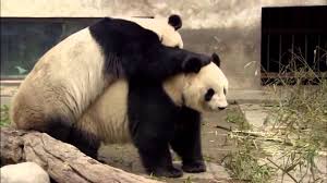 Discovery Channel Animals Wallpapers Wallpaper Cave