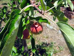 Maybe you would like to learn more about one of these? Confession Of A Dog Loving Gardener Gardens For Goldens