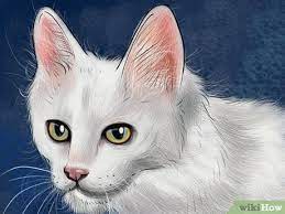 Their head also has longer hair than the rest of the body. 3 Ways To Identify A Turkish Angora Wikihow
