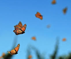 Then i just got distracted with the world and 20,000 other games. Monarch Butterfly
