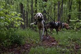 New Hidden-Camera Footage: Undercover at a Dog Hunting Pen