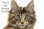 Top 10 Cat Breeds for Families and Kids