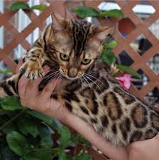 I strive to breed show quality bengal kittens and are of course very pleased when this happens. Regina Mur Bengals 243 Photos Pet Breeder Northeast Philadelphia Pa Selmer Road Pa 19116