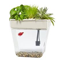 Enjoy aquaponics in your home by keeping betta fish & growing hydroponics plants in these beautiful small aquariums and mason jar. Beautiful Self Cleaning Aquaponics Tanks With Plants On Top For Betta Fish