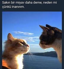 Gunaydin Goodmorning Kedi Cats Animalslife Kedi Miyav Konusmak Talktome Hayvansever Hayvansevgisi Sabah Hay Hayvanlar Komik Hayvan Evcil Hayvanlar