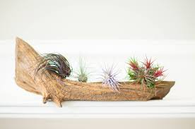 The germination process takes about a month and the first few years of growth are very slow. How To Grow Air Plants