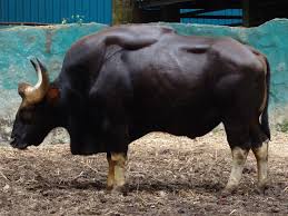 Pin On Gaur