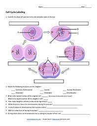 Biology meiosis worksheet answer key meiosis and mitosis worksheet answers and cellsalive meiosis worksheet answers are some main biology corner worksheets templates and answers to abitlikethis. Cell Cycle Labeling Key By Biologycorner Teachers Pay Teachers