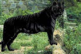 Black Tiger Of The Likely Appearance Of A Bona Fide Black Tiger Dr Karl Shuker Melanistic Animals Rare Animals Animals Wild
