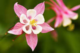 Columbine Lovetoknow