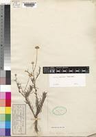 Image result for Felicia grantii