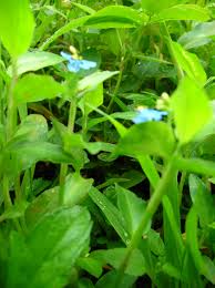 Image result for Commelina latifolia