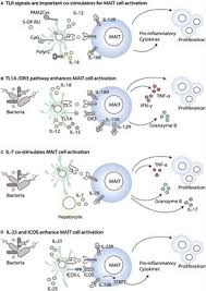 Maybe you would like to learn more about one of these? Frontiers The Immune Modulating Properties Of Mucosal Associated Invariant T Cells Immunology